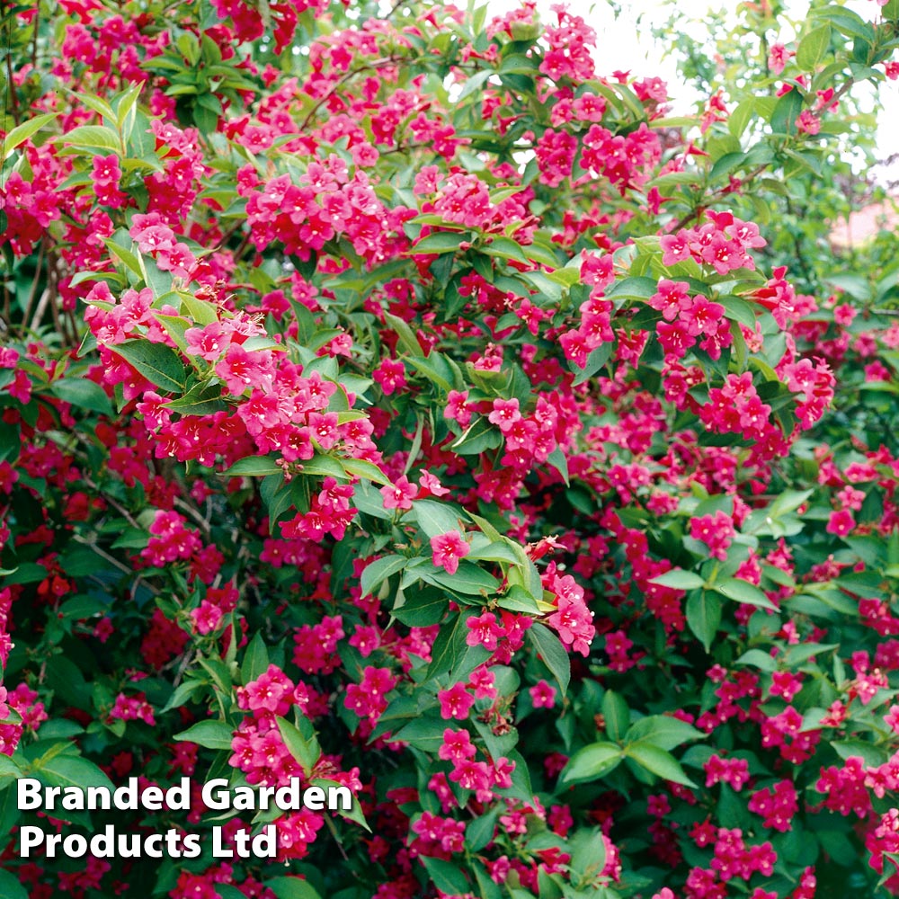 Weigela 'Bristol Ruby' image