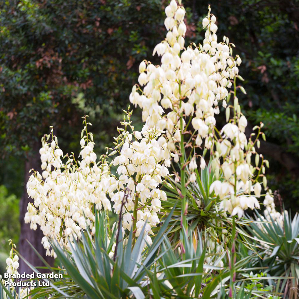 Yucca filamentosa image