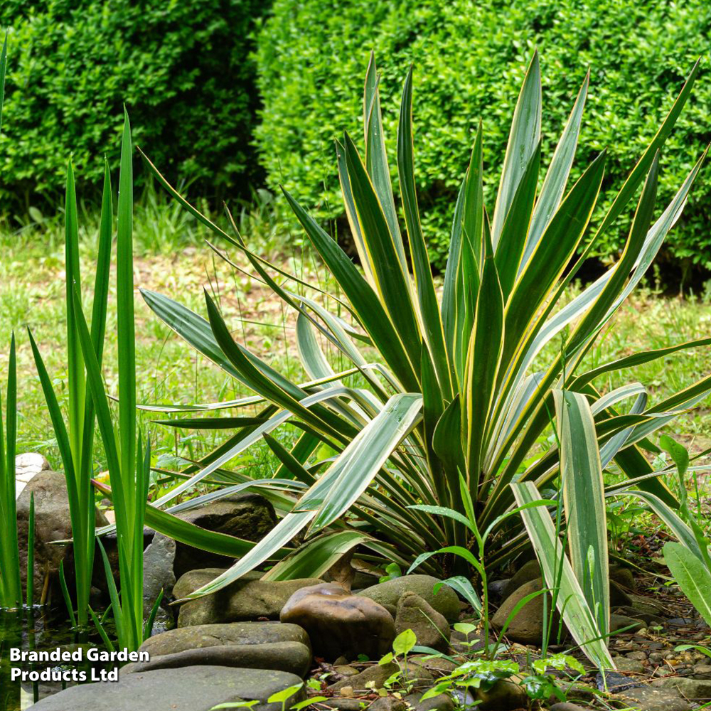 Yucca gloriosa 'Variegata' image