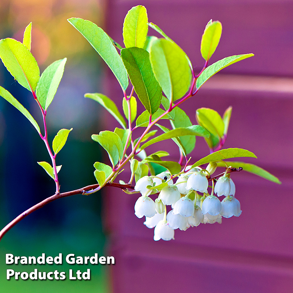 Zenobia pulverulenta 'Blue Sky' image