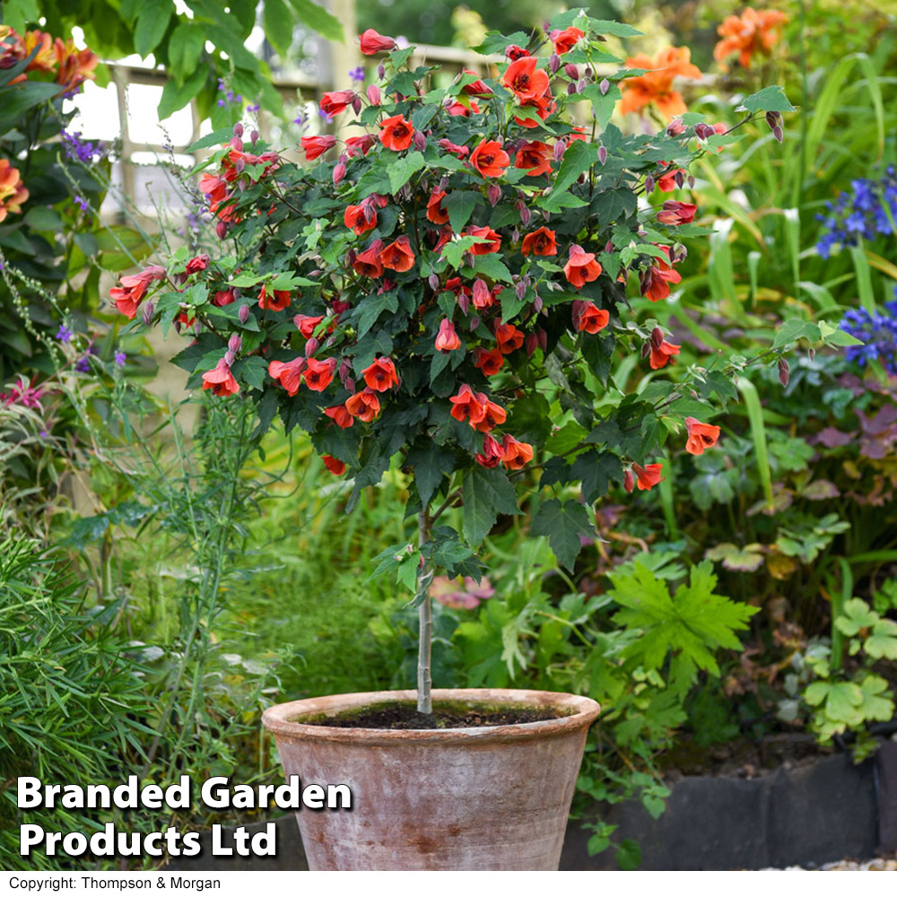 Abutilon megapotamicum 'Red Trumpet' (Patio Standard) image