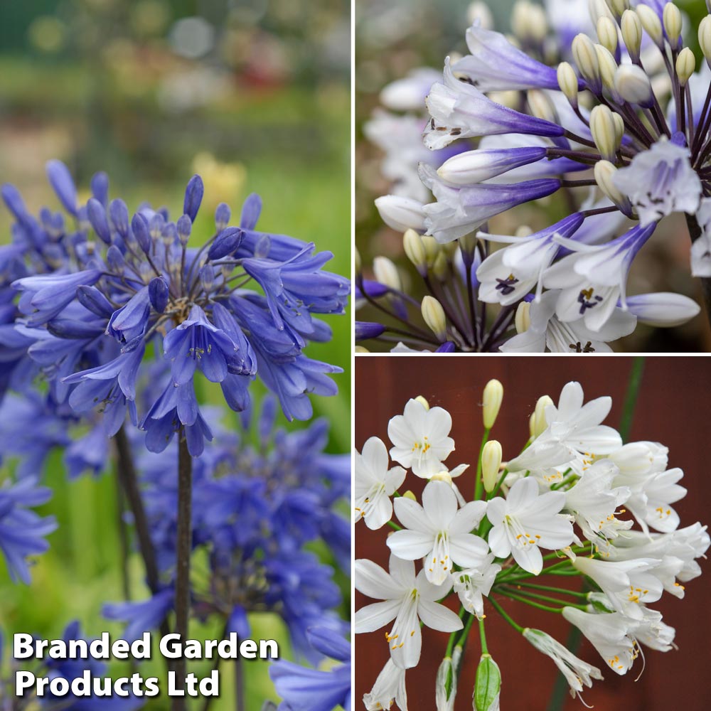 Agapanthus Everpanthus Collection image