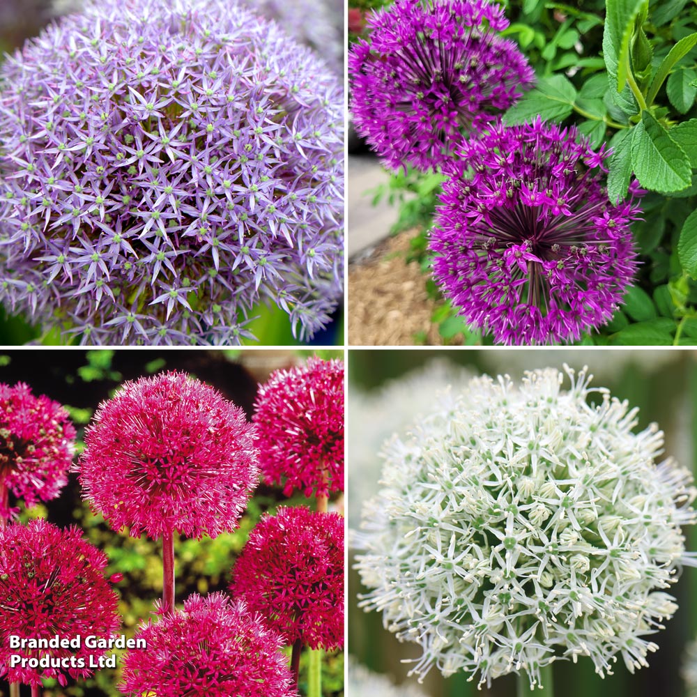 Allium 'Giant Collection' image