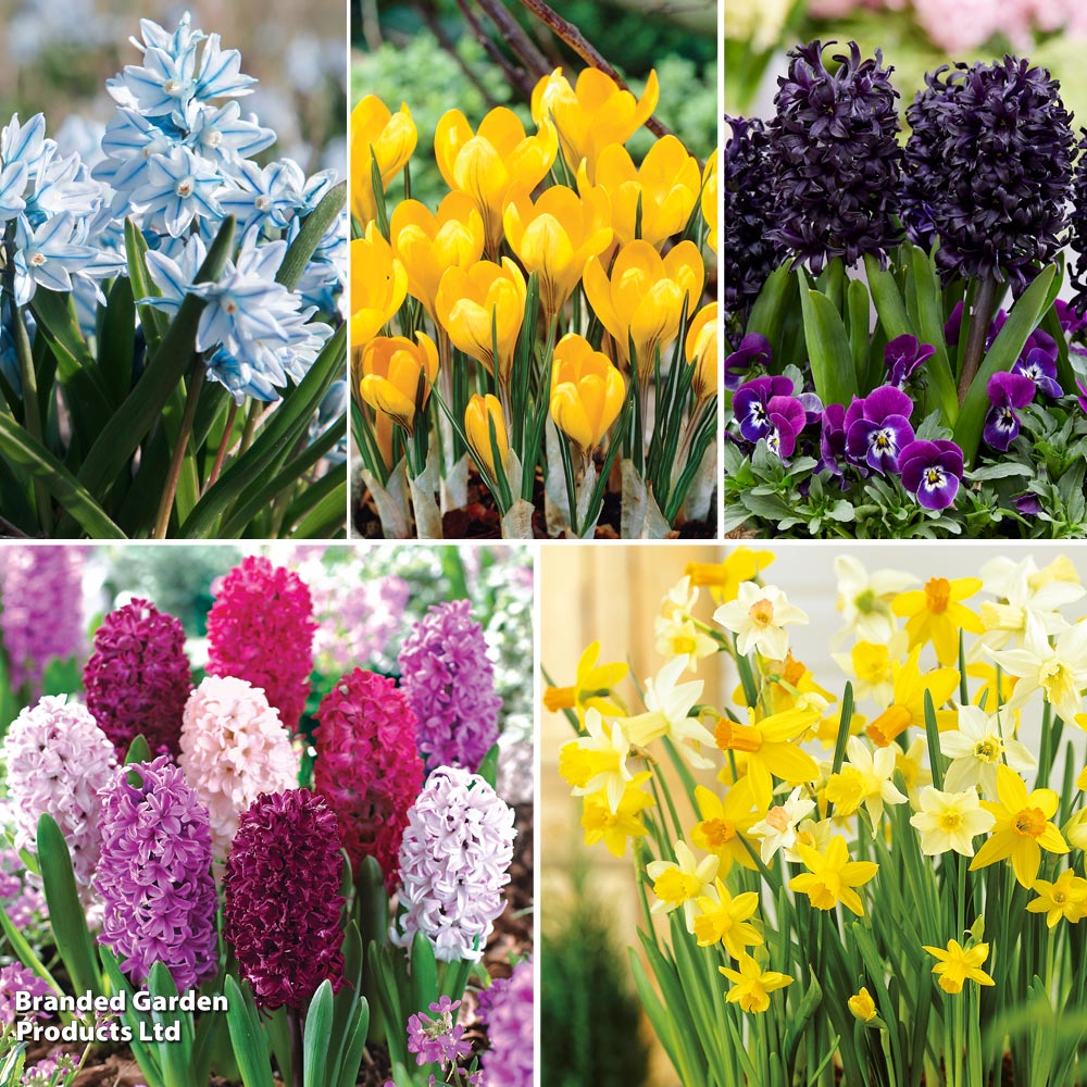 101 Colourful Spring Bulb Collection image