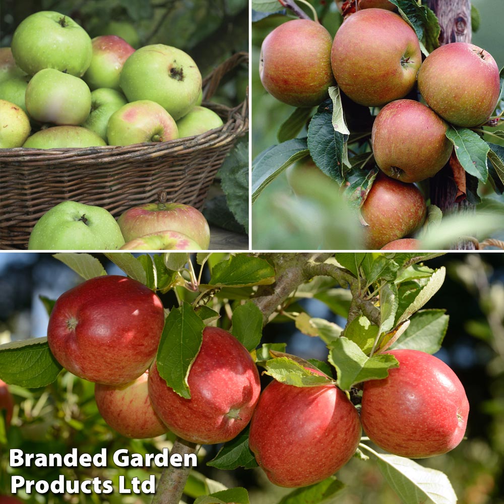 Britains Favourite Apple Tree Collection image