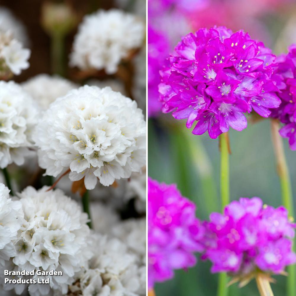 Armeria 'Dreameria Dreams Duo' image