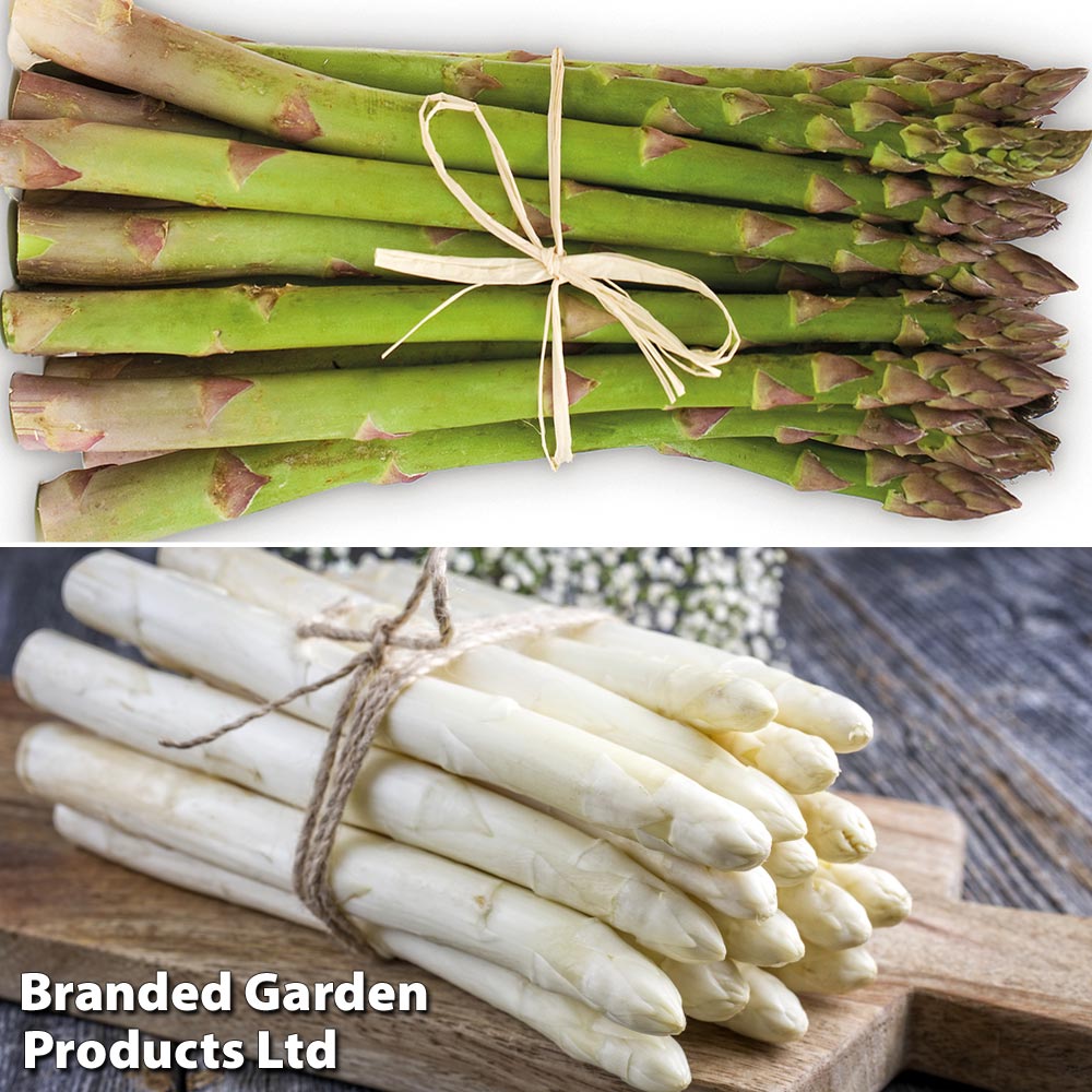 Asparagus 'Vittorio' (Spring Planting) image