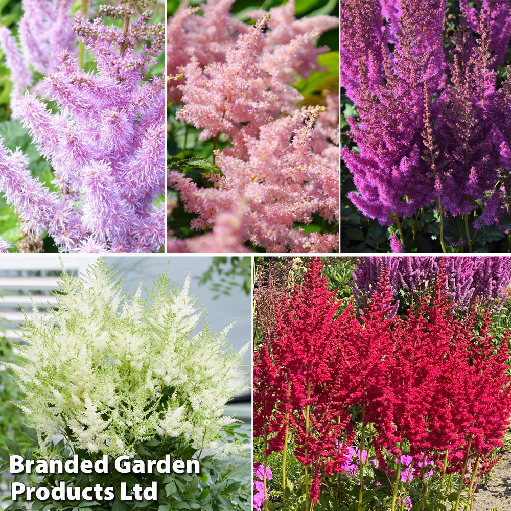 Nurserymans Choice Astilbe image