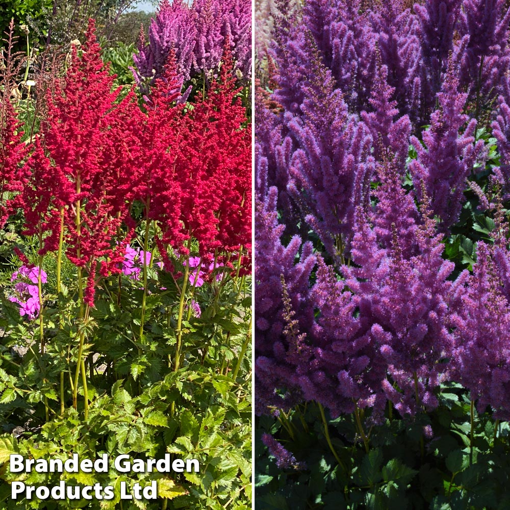 Astilbe chinensis 'Pearl' Collection image