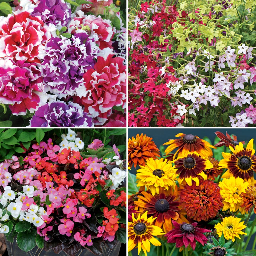 Summer Bedding Collection image