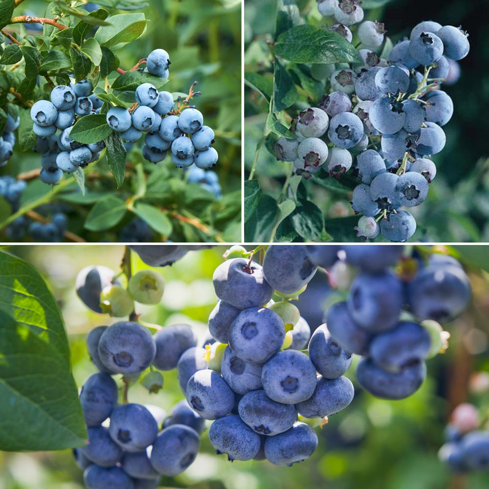 Blueberry 'Trio Collection' image