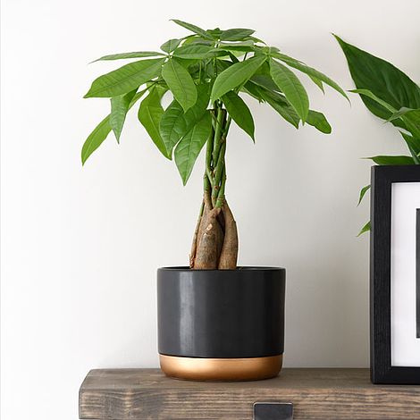 Pachira aquatica Tree with Braided Stem image