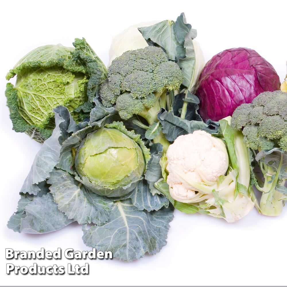 Keep Cropping Brassica Autumn Collection image