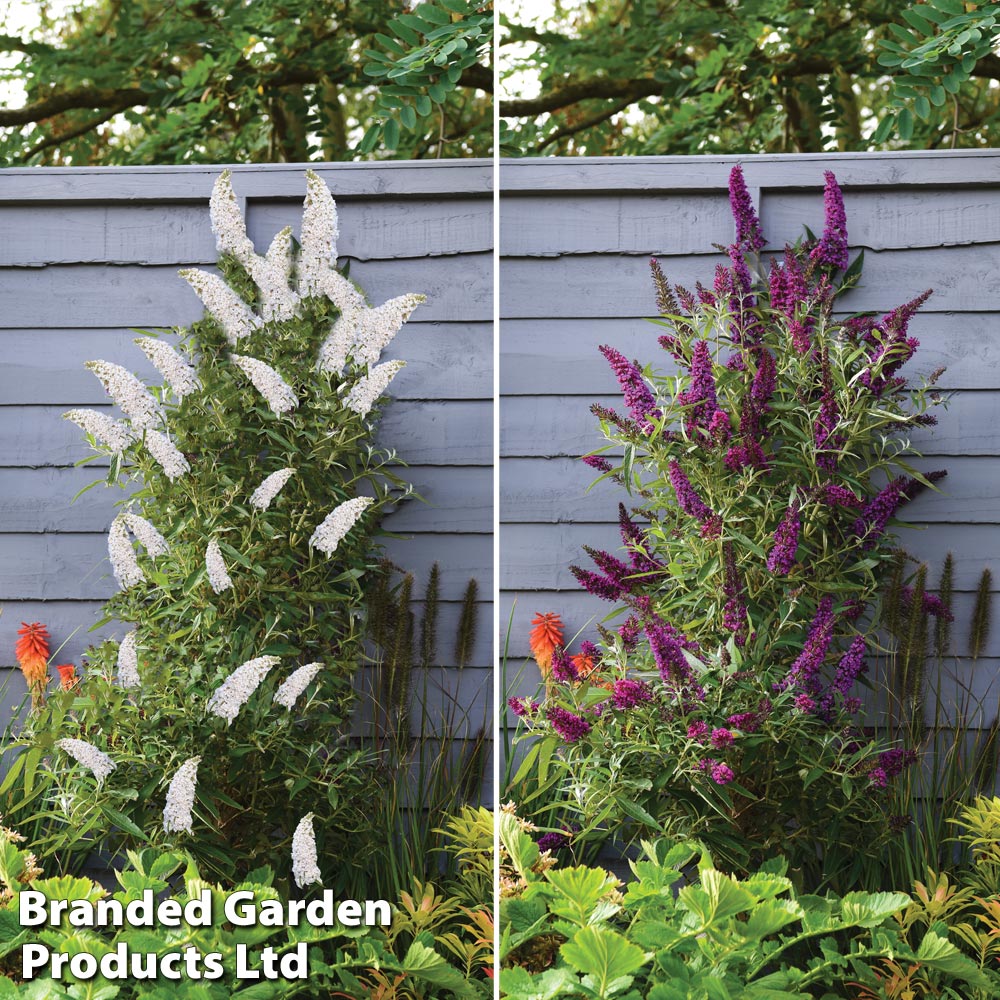 Buddleja 'Butterfly Towers Duo' image