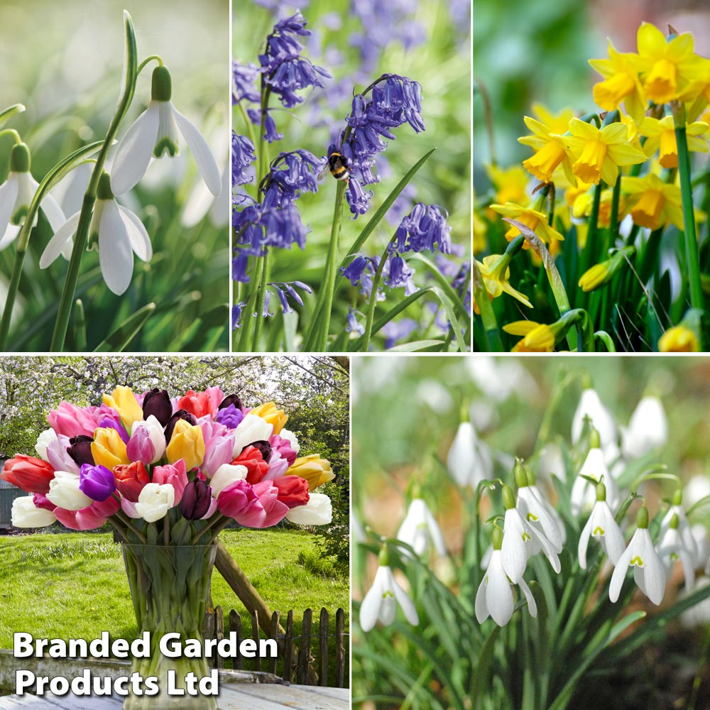 Colourful Spring Bulb Collection image