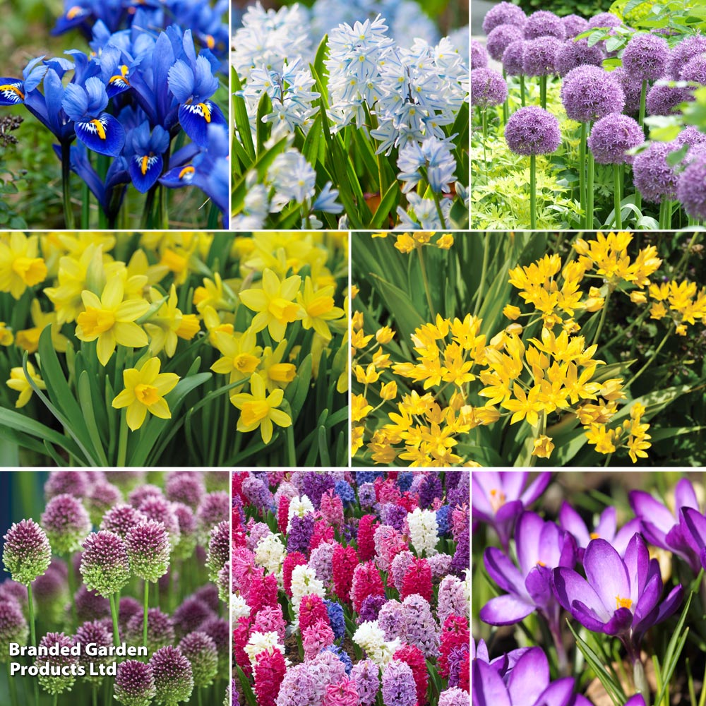 159 Spring Bulb Collection image