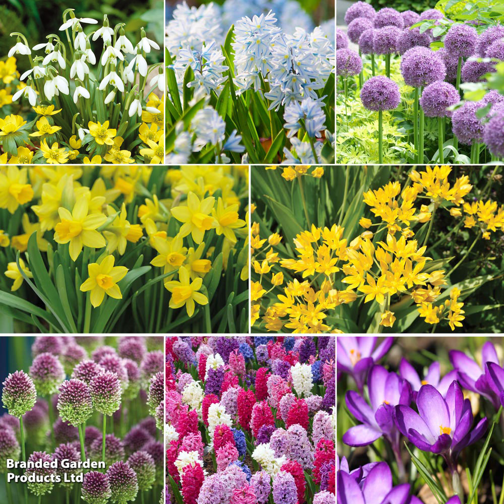 129 Spring Bulb Collection image