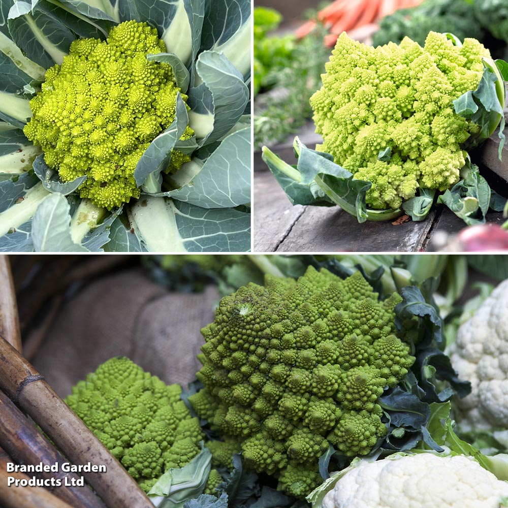 Cauliflower Romanesco Continuity Collection image