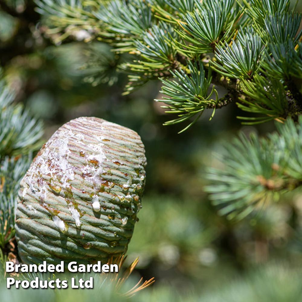 Cedrus atlantica image