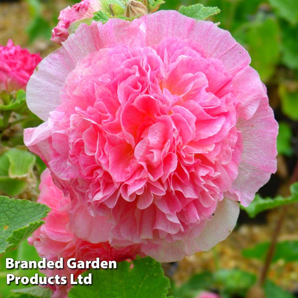 Hollyhock 'Chater's Salmon Pink' image