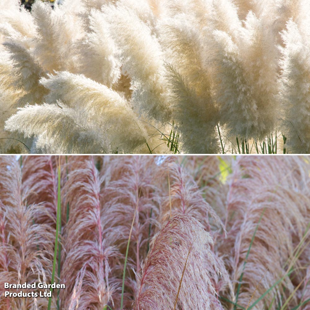 Cortaderia selloana Duo image