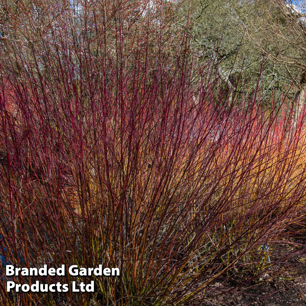 Cornus amomum 'Blue Cloud' image