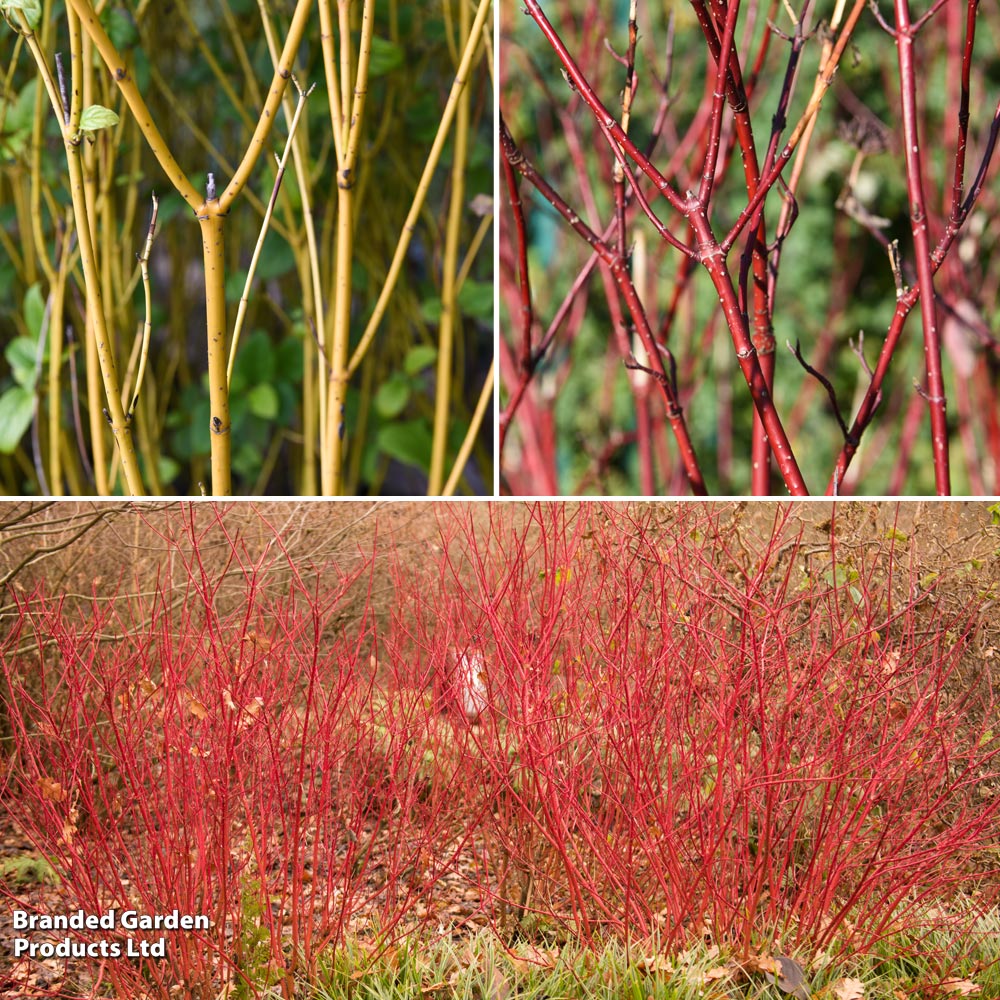 Cornus 'Winter Stems' Collection image