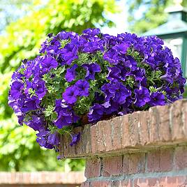 Petunia 'Trailing Surfinia Blue' | Dobies