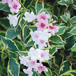 Weigela Florida Variegata