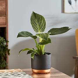 Philodendron White Measure