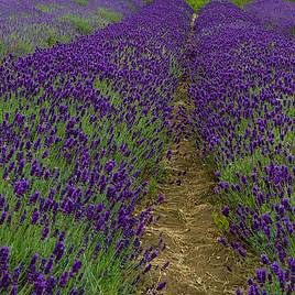 Lavender Imperial Gem