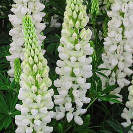 Lupin Gallery White