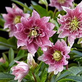 Hellebore Hello Amber