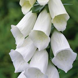 Foxglove Alba