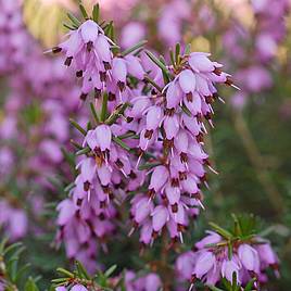 Erica x darleyensis Darley Dale