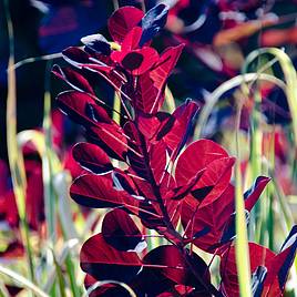 Cotinus Grace