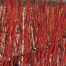 Cornus alba Sibirica