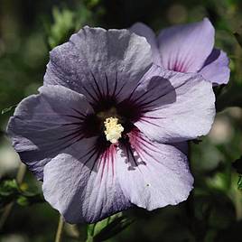 Hibiscus syriacus Oiseau Bleu