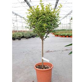 Ligustrum ovalifolium Aureum