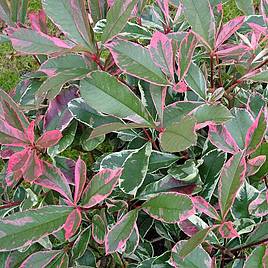 Photinia x fraseri Pink Marble