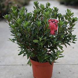 Rhododendron (AJ) Moederkensdag