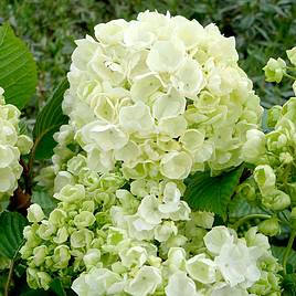 Viburnum plicatum f. plicatum Popcorn