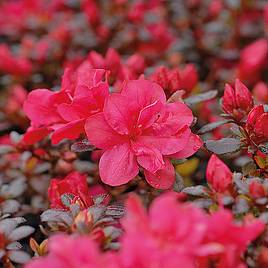 Rhododendron & Azalea Plants | Dobies