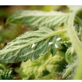 Whitefly Killer Cards