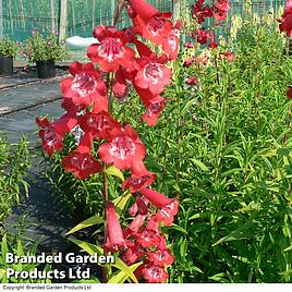 Penstemon King George V