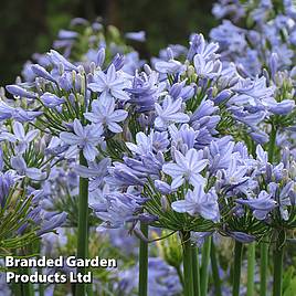 Agapanthus Blue Storm