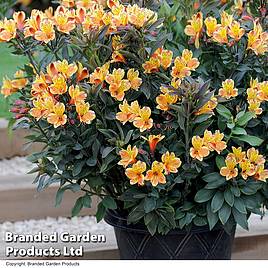 Alstroemeria Summer Breeze