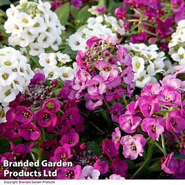 Alyssum Clear Crystal Mixed