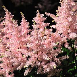 Astilbe x arendsii Look at Me