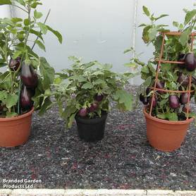 Aubergine Baby Black Jack F1 - Seeds